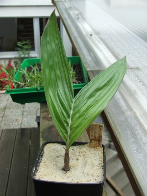 Astrocaryum alatum.28.05.10.jpg