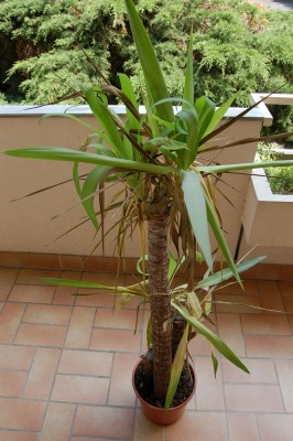 Yucca Elephantipes.JPG