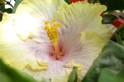 Mai 2010 064.jpg