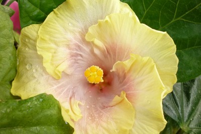 Mai 2010 061.jpg