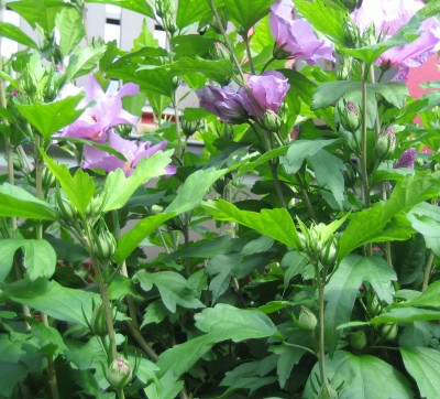 20080715_0001_1.JPG