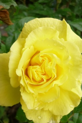 Mai 2010 046.jpg