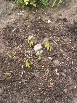 Calla orange.jpg