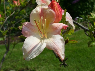 Rhododendron_1.jpg