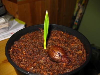 Parajubaea cocoides.jpg