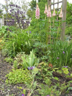 Hornveilchen Bergflockenblume Grasschwerlilie Dreimasterblume Lupine Akelei Schwertlilie.jpg