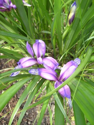 Grasschwertlilie.jpg
