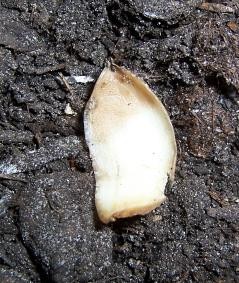 Zwiebel 3.JPG