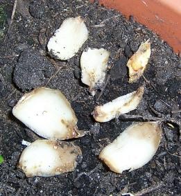 Zwiebel 1.JPG