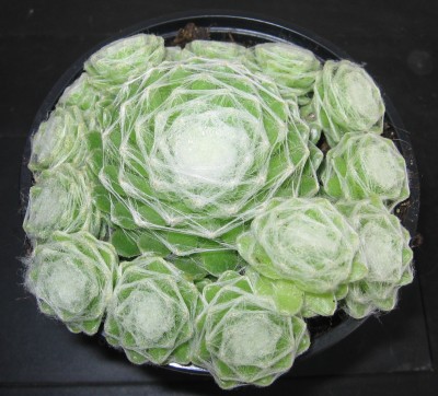 Sempervivum_behaart.jpg