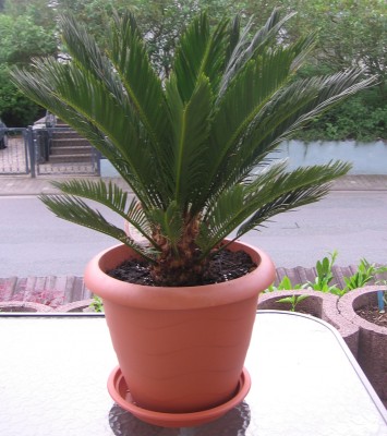 Cycas_Mai_2010.jpg