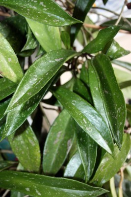 IMG_6434 resized a.jpg