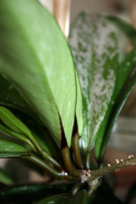 IMG_6426 resized a.jpg