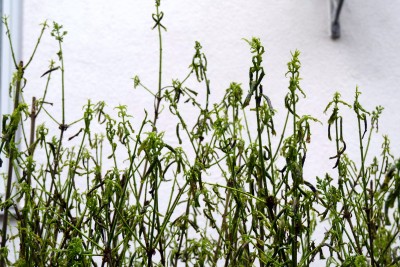 Schaden_Detail.JPG