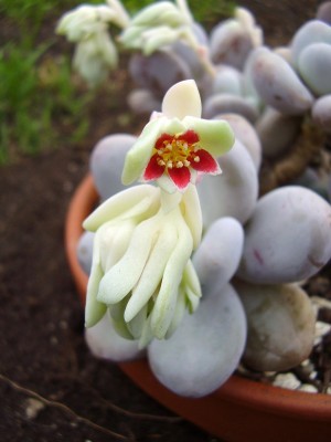 Pachyphytum oviferum (9).JPG