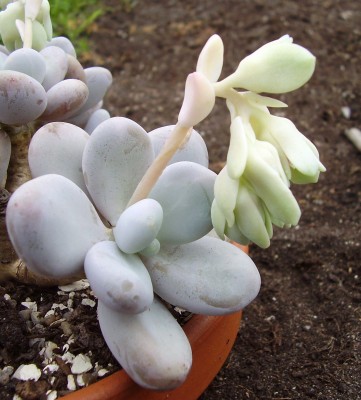 Pachyphytum oviferum (8).JPG