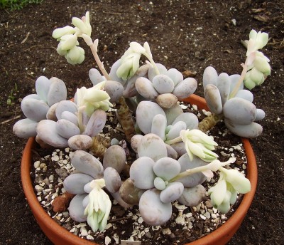 Pachyphytum oviferum (7).JPG