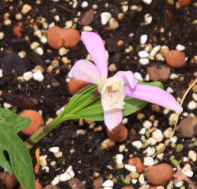 Pleione_30_05_2010 - 1.jpg