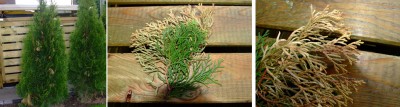 thuja.jpg