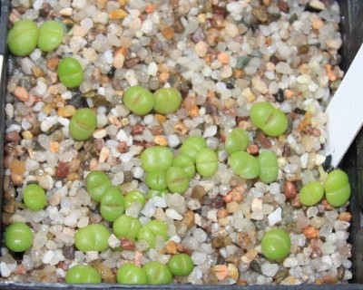 Faucaria_tigrina_31_05_2010 - 2.jpg