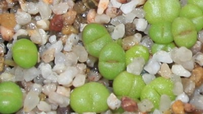 Faucaria_tigrina_31_05_2010 - 1.jpg