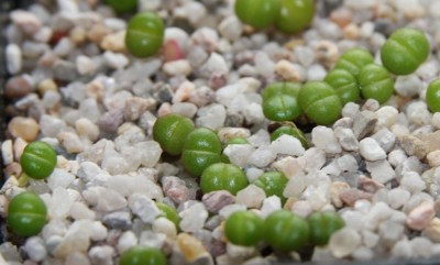 Faucaria_tigrina_18_05_2010 - 2.jpg