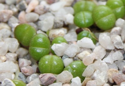 Faucaria_tigrina_18_05_2010.jpg