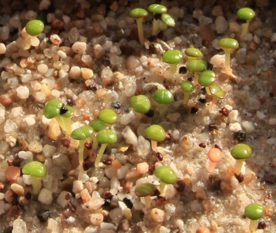 Faucaria_tigrina_08_05_2010.jpg