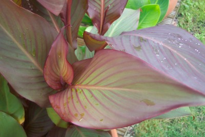 canna 003.jpg