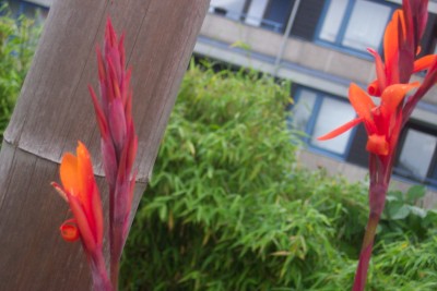 canna 002.jpg