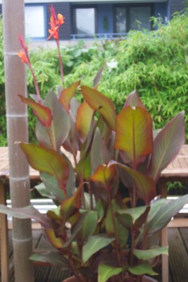 canna 001.jpg