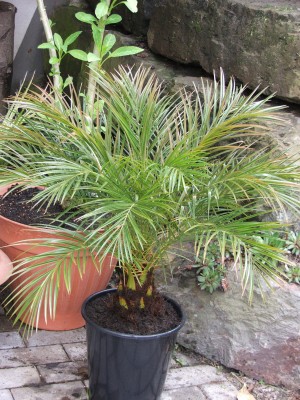 Phoenix roebelini.jpg