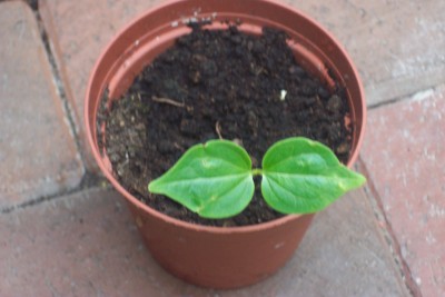 Brasilianischer Florettseidenbaum.jpg