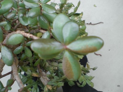 CIMG0003.JPG
