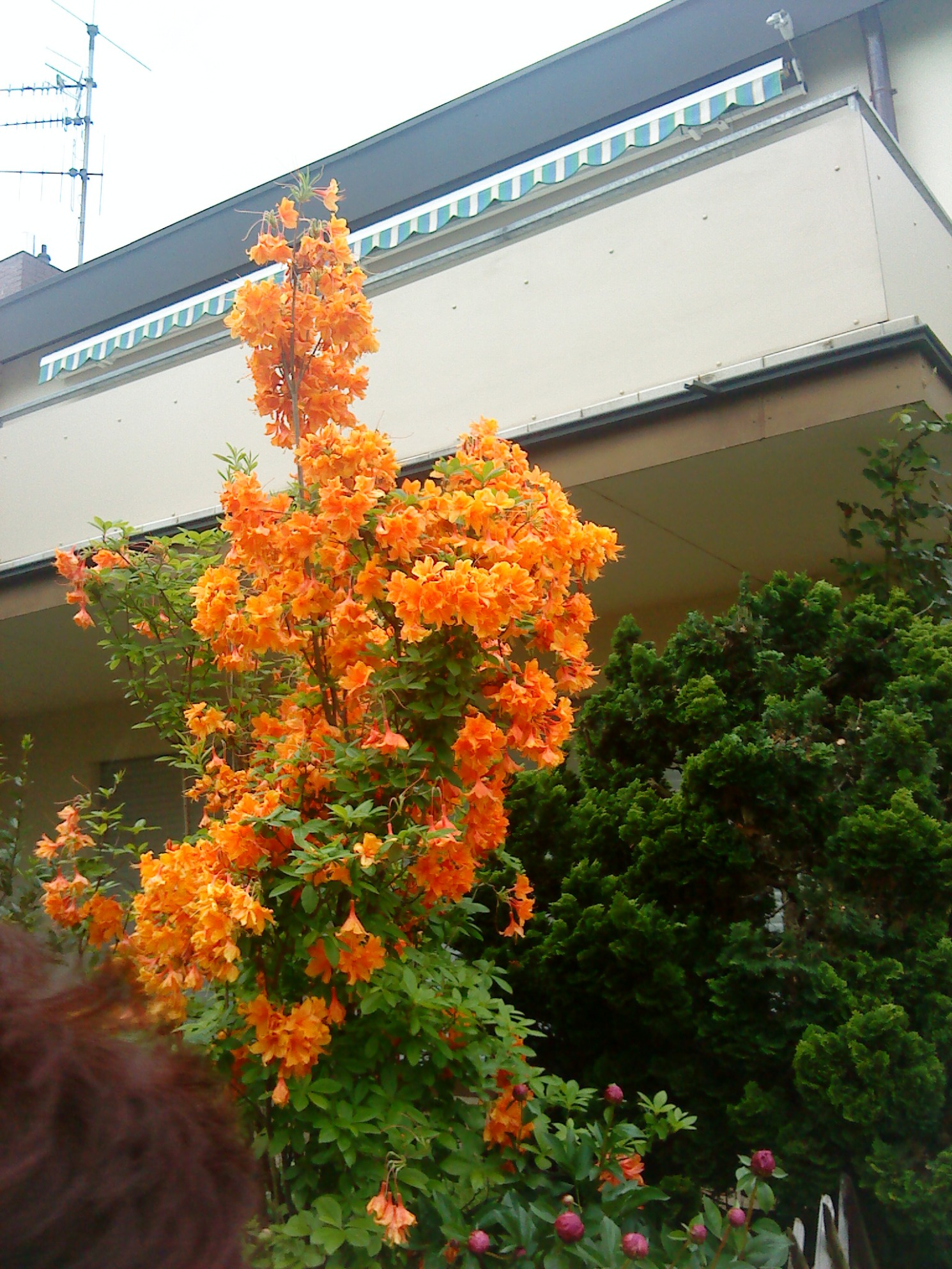 Strauch mit orangen Blüten -Rhododendron luteum 'Orange Hit' ·  Pflanzenbestimmung & Pflanzensuche · GREEN24 Pflanzen & Garten Forum