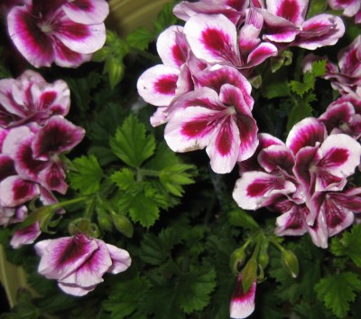 20100517_0001.JPG