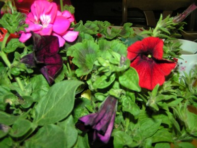 PICT2224.JPG