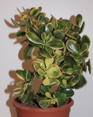 Crassula_ovata_variegata_01_06_2010.jpg