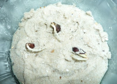 Keimlinge Topfbaumwolle.JPG