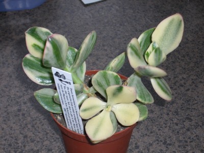 Crassula ovata variegata 01.06.10.JPG