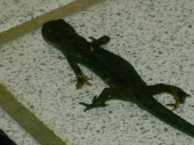PICT0313.JPG