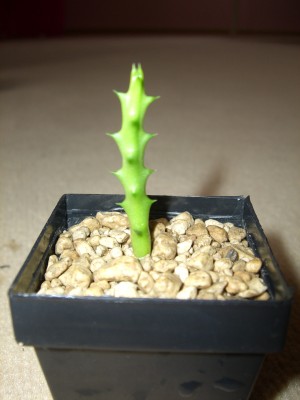 Orbea variegata 01.06.10 (1).JPG