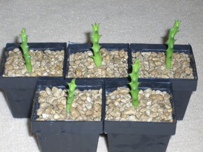 Orbea variegata 01.06.10.JPG