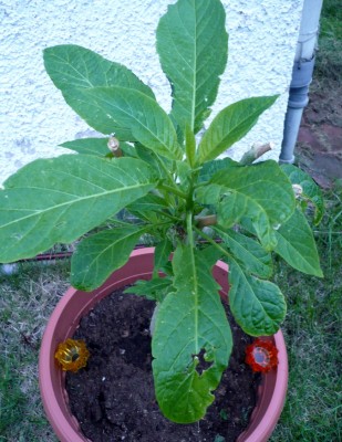 20100601_3.JPG