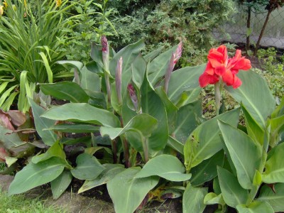 Canna viele.jpg