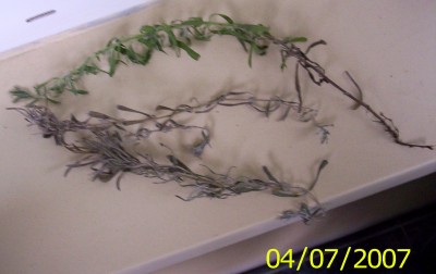 blume2.jpg