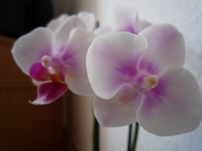 P1040888-2.jpg
