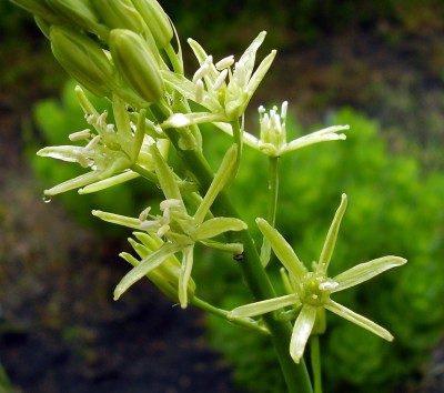 Ornithogalum pyrenaicum 2009-33.JPG
