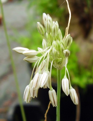 Allium pallens 2005-59.JPG