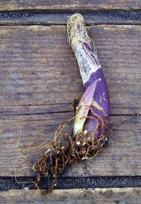 Malaxis calophylla.JPG